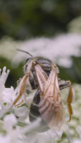 Vertikales-Video-Nahaufnahme-Einer-Biene-Auf-Einer-Blume,-Die-Nektar-In-Der-Britischen-Landschaft-Sammelt